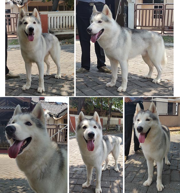 Pejantan Husky : Equator's Aston De Cartier