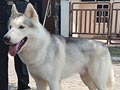 Pejantan Husky : Equator's Aston De Cartier