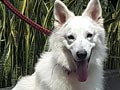 Pejantan Swiss Shepherd : Tyson Von Topsong