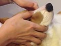 Anjing Juga Suka Dipijat Lho