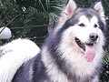 Sedia Pejantan Alaskan Malamute Silver