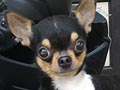 Pejantan Mini Chihuahua : Calvary Blackberry (Optimus)