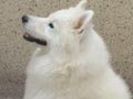 Pejantan Samoyed : Broklyn Von Winkayjo