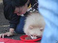 Liputan ALPO Dog Run Semarang 3