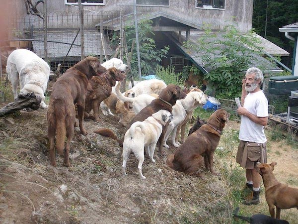 Mengorbankan Hidup Untuk Anjing Terlantar
