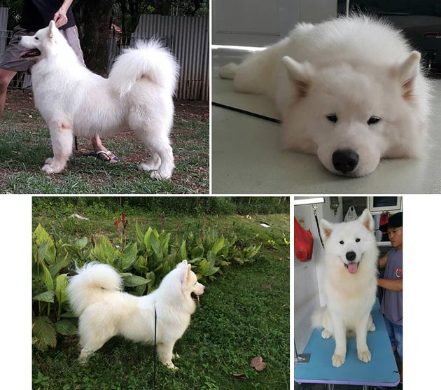 Pejantan Samoyed : Fine Diamond Goldy Only One