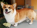 Pejantan Corgi : Ichiko von de Bronx