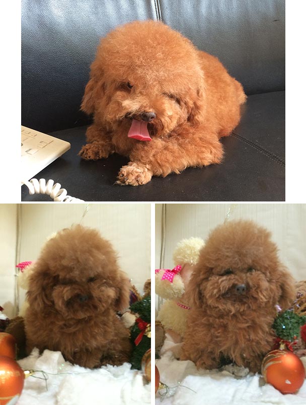 Pejantan Red Poodle : Anais (Thailand)