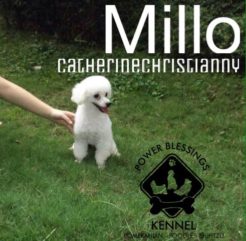 Pejantan Snow White Toy Poodle : Paborsky