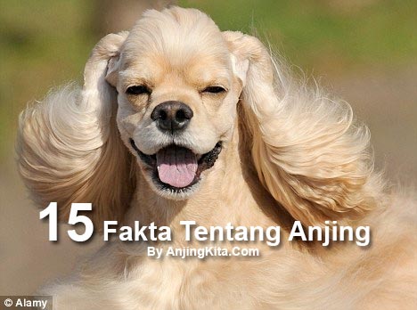 15 Fakta Menarik Tentang Anjing