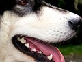 Tips Merawat Gigi Anjing - PURINA PROPLAN