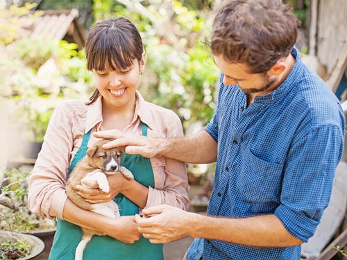 6 Fakta Animal Shelter - PURINA PROPLAN