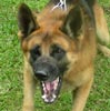 Pelatihan Anjing