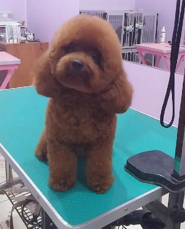 Pejantan Poodle : Indochi's Little Sunny