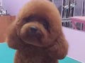 Pejantan Poodle : Indochi's Little Sunny