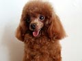 Pejantan Poodle : Alfher of Chao Shien FCI