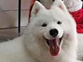 Pejantan Samoyed : Holly Joli This Is Morsec