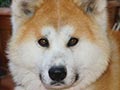 Jah Suede Akita Inu Kennel