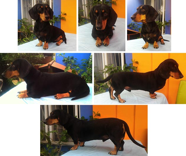 Pejantan Teckel : Qion's An Glenn