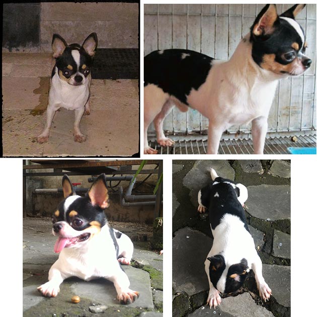 Pejantan Chihuahua : Kaisar V Marxy Of Kabatim (Bali)