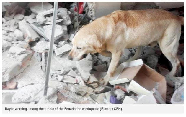 Anjing Ini Mati Setelah Menyelamatkan Korban Gempa