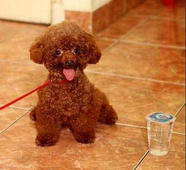 Pejantan Red Toy Poodle : PoodlePop Castle in the Air