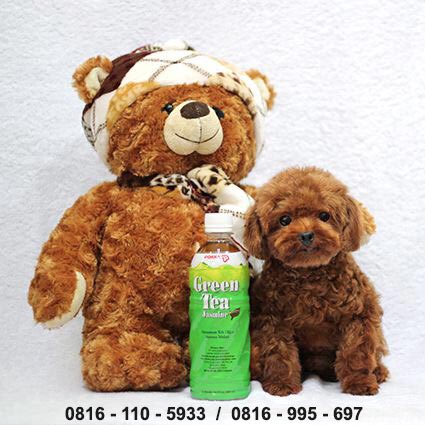 Pejantan Poodle : Hungkwang�s  Swen
