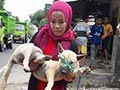 Wanita Berjilbab Perawat Anjing Liar di Lombok