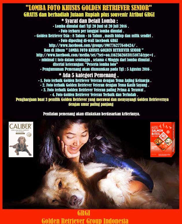 Lomba Foto Khusus Golden Retriever Senior