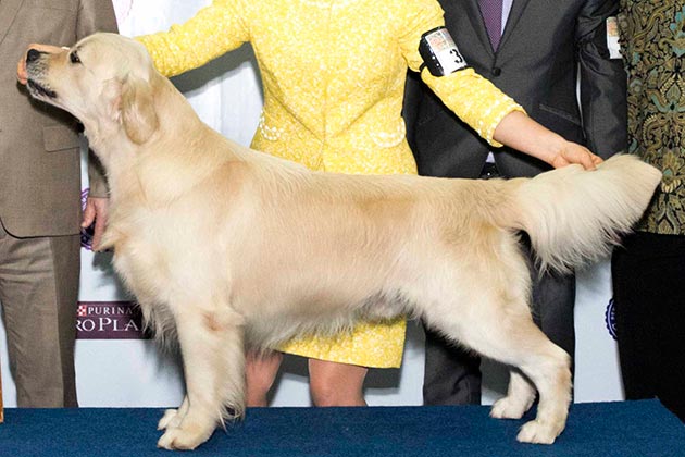 Pejantan Golden : Ina.Ch.Moondust Scapa