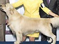 Pejantan Golden : Ina.Ch.Moondust Scapa