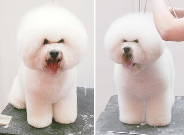 Pejantan Bichon : Ina.Ch.Legend's Prince of Raffles