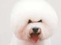 Pejantan Bichon : Ina.Ch.Legend's Prince of Raffles