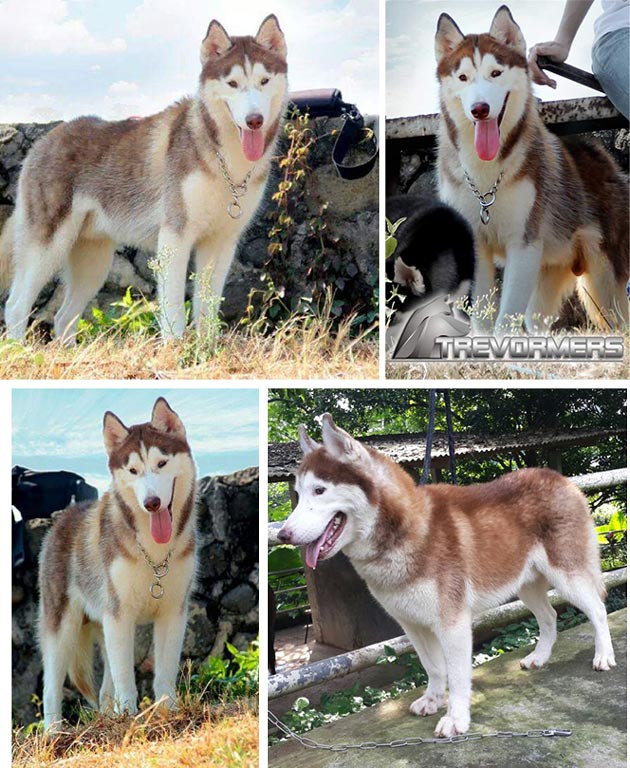 Pejantan Husky : Castlemore Ghilardelli V Panorama