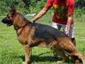 Pejantan Herder : Falco