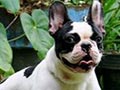 Pejantan French Bulldog : G.H.Universal Hammer