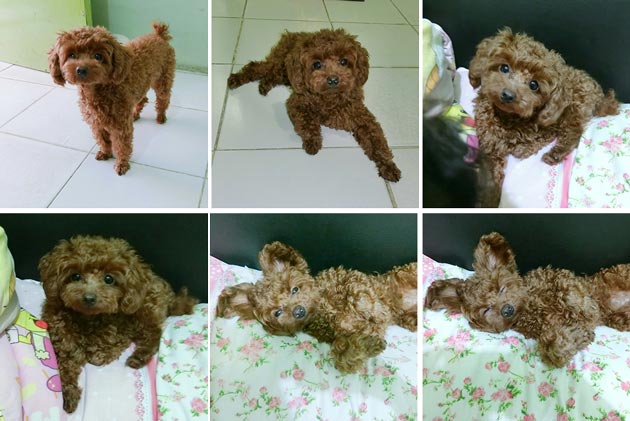 Pejantan Red Poodle : Zooms Milo