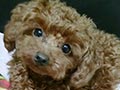 Pejantan Red Poodle : Zooms Milo