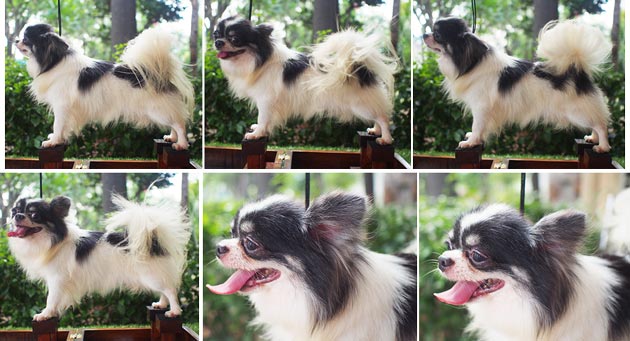 Pejantan Chihuahua : Mikaye V Pink Rose
