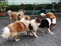 Kennel Collie : Von Britannia Ayalana