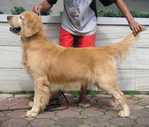 CH. Gold Rush Range Rover