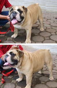 Big-Bone Incredible Hulk