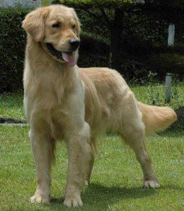 Jerry Von Fourty One