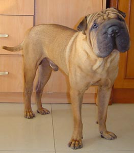 Hagen V. Shar-Pei