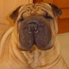 Hagen V. Shar-Pei