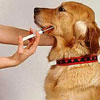 Cara Pemberian Obat Pada Anjing