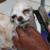 Proses Memandikan Anjing