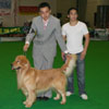 Selamat & Sukses Untuk Golden Heaven Kennel