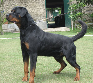 Amos od Vadanora