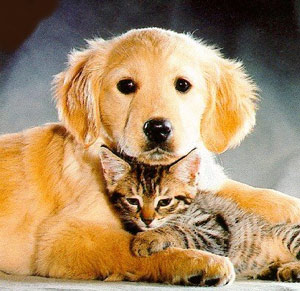 Seminar Penyakit Pernafasan Pada Anjing & Kucing